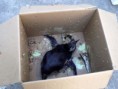 /album/animais-resgatados/ar-8-jpg/